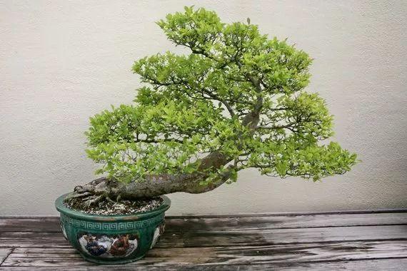 榆树盆景(榆树盆景,特别适合新手养的榆树盆景(精品榆树盆景图片欣赏)