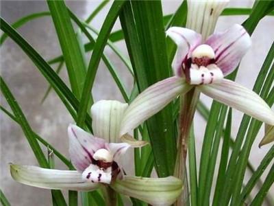 兰花的种植方法，兰花怎么栽种