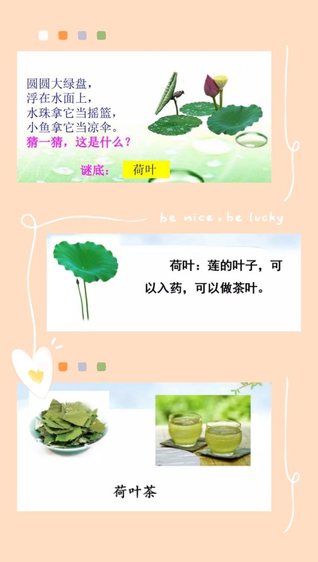 飞字组词有哪些，飞字组词（小学一年级语文下册课文13《荷叶圆圆》知识点）