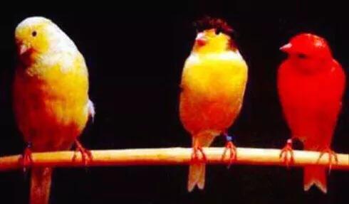 玉鸟都有什么品种,玉鸟有几个品种(金丝雀鸟~羽色和鸣叫兼优的笼养观赏鸟) 玉鸟都有什么品种,玉鸟有几个品种(金丝雀鸟~羽色和鸣叫兼优的笼养观赏鸟)