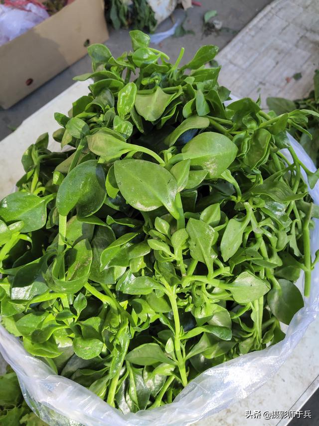 卜留克是芜菁甘蓝,又名土苤蓝,洋蔓菁,羊蔓菁,洋疙瘩,洋大头菜.