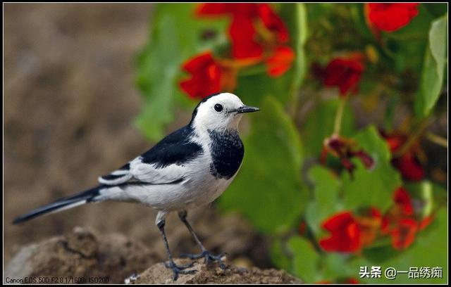 一个东一个鸟怎么读，一个东一个鸟怎么念（见过好多鸟名生僻字）