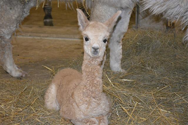 羊驼为什么吐口水，羊驼吐口水说明什么（“吐口水”是在传递信息）