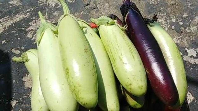 鱼鳞茄子做法，茄子鱼的做法（茄子的五种烹饪方法）