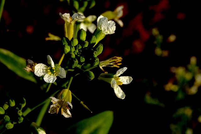 水瓶座的梦想会被遗忘到哪，水瓶座的梦想会被遗忘到哪个星球（十二星座童年时的梦想各是什么）