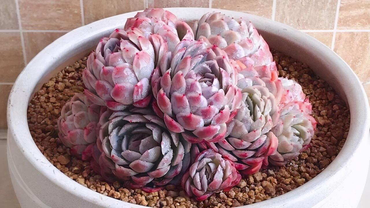冰梅的养殖方法和注意事项，冰梅多肉怎么养（有香味的多肉冰梅很皮实）
