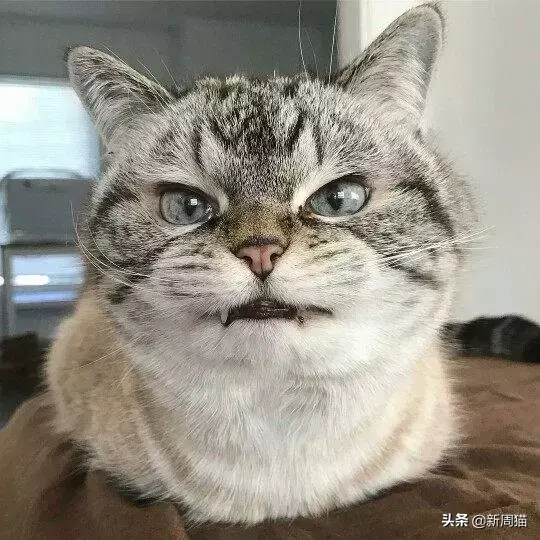 猫咪拔牙多少钱 猫咪拔牙后多久可以完全康复