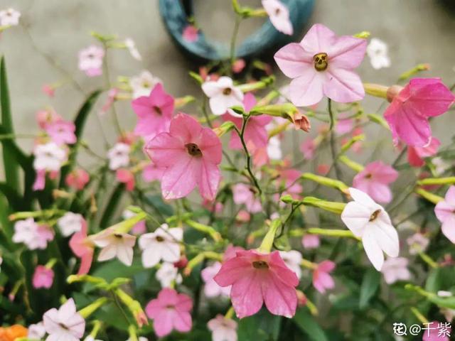 夏天开花的植物，家里养能开花的植物一年四季开花（热不死、晒不死）