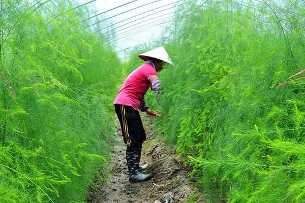 芦笋怎么种植是最好的方法，手把手教你种芦笋