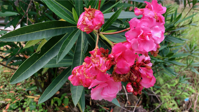 如何柳叶桃,柳叶桃的栽培方法(路边这种"夹竹桃"有大毒)