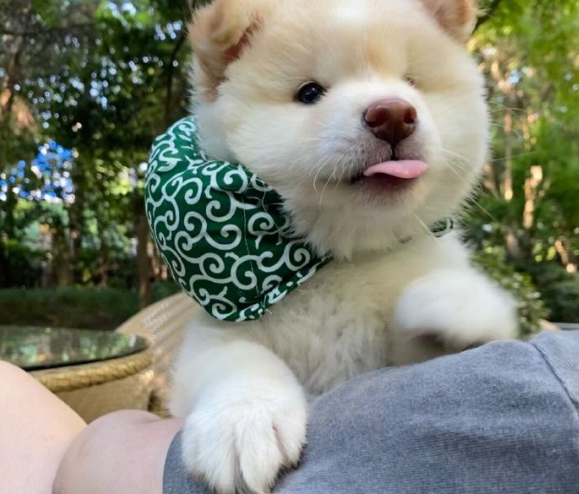 宠物狗排名，最好看的7种狗排名（宠物狗排名前十）