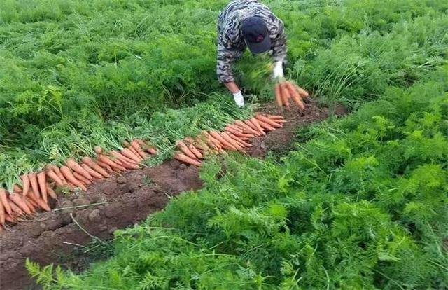 胡萝卜的种植技术，胡萝卜的种植技术和时间（学会这六个高产栽培技术）