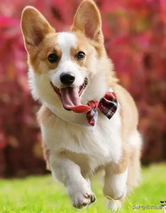 狗狗得了犬疥螨怎么办，中兽医如何治疗狗疥癣病