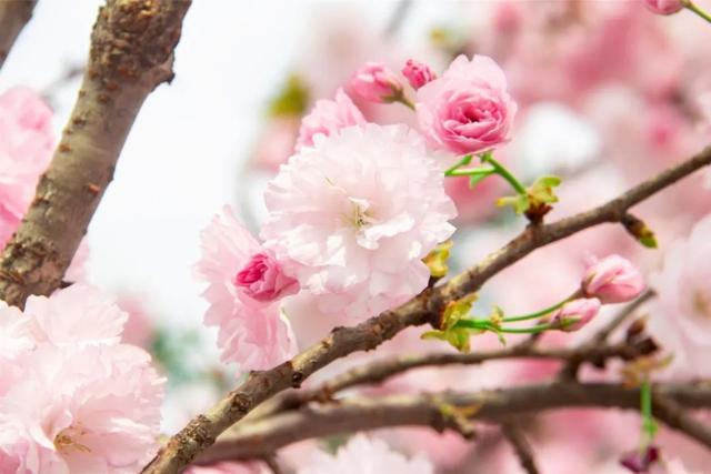 花柄花梗茎的区别，花梗和花茎的区别（一树一树的花花花花花花开）
