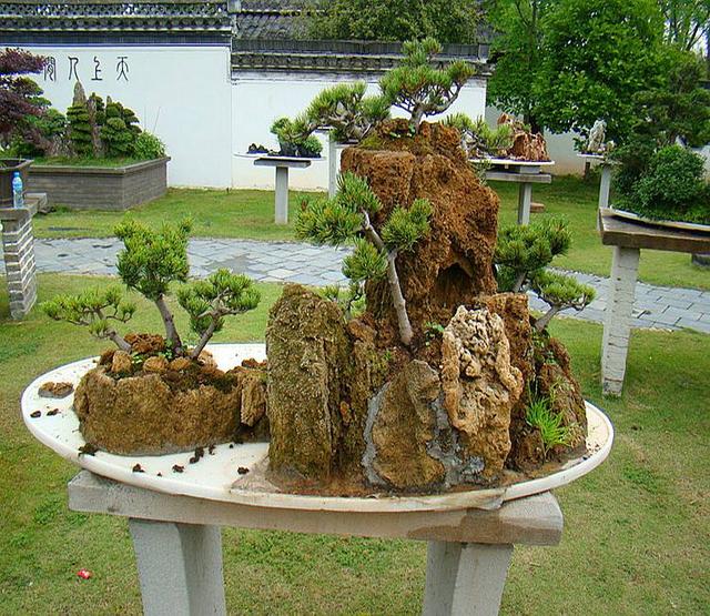 山水石盆景制作图解，将大自然景象融入盆景