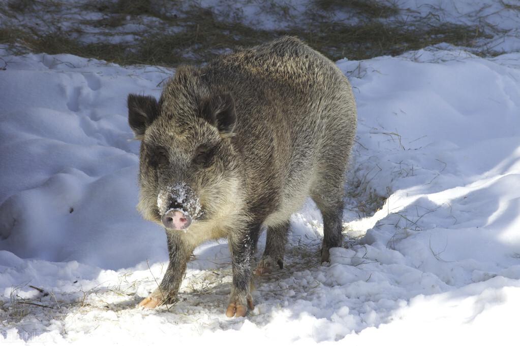 巨大野猪图片(湖北野猪泛滥) - 赤虎壹号