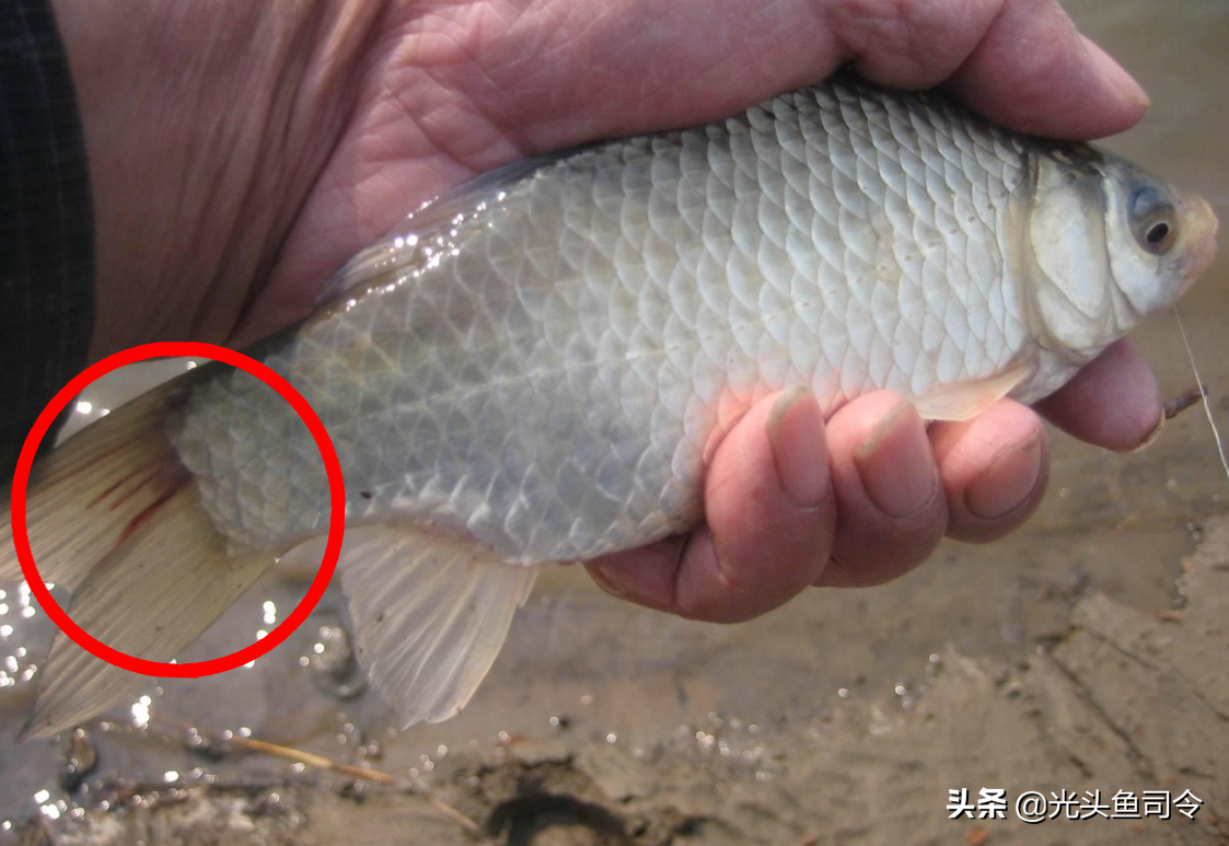 鱼生寄生虫(顺德鱼生寄生虫)