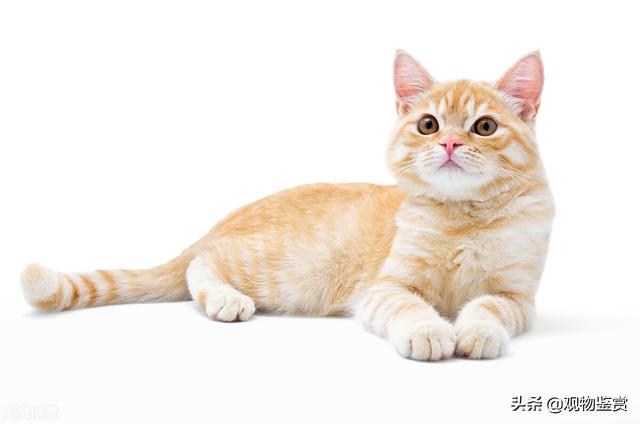 宠物名字可爱洋气，给宠物取名字（可以适应当下的时尚潮流）