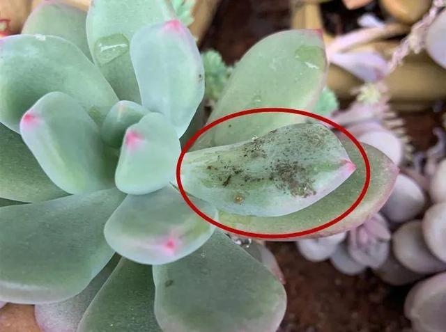 很小的白色点点的虫子是什么，白色像虱子一样的小白虫（免得所有花都被传染）
