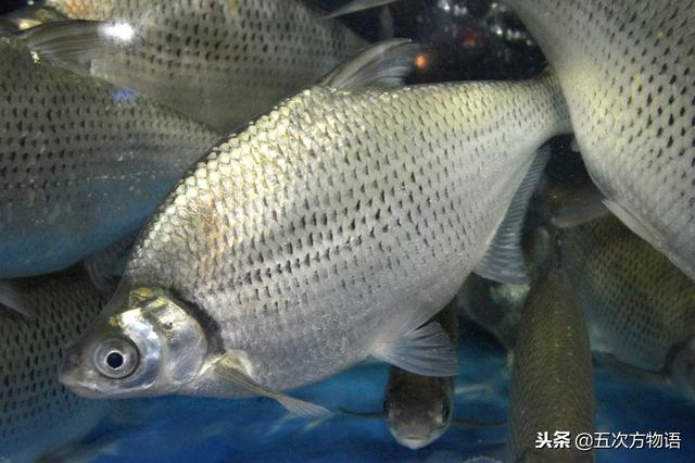 河里的鱼有哪些，河里面野生鱼有哪几种（菜市场河鱼大全）