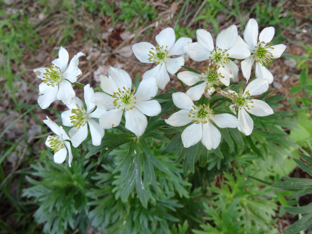 世中逢尔雨中逢花网名，世中逢尔雨中逢花微信昵称（一淋雨就变成透明水晶）