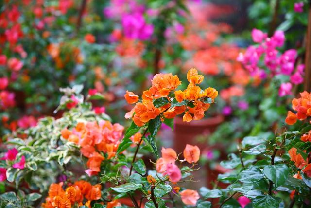 三角梅哪个品种最漂亮好看，三角梅哪个品种最勤开花？花开最美艳