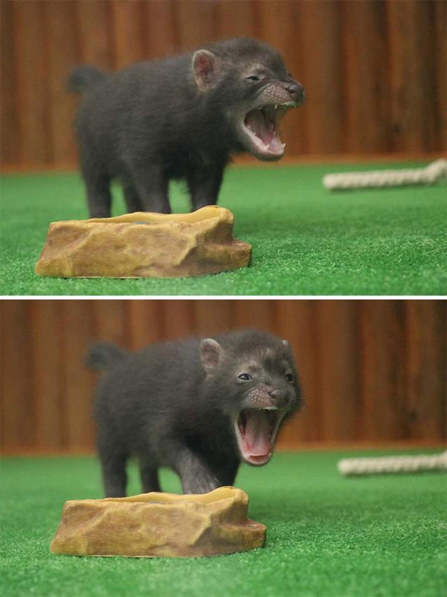 甜词  可爱壁纸 小象和兔子的故事，微信头像，甜词  可爱壁纸 小象和兔子的故事（42张活久未见的动物婴儿照片）