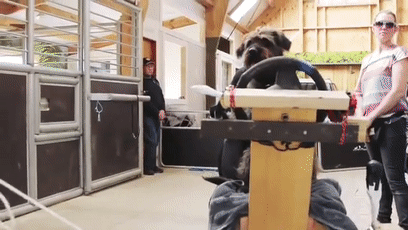 我的世界狗怎么驯服，网友教自家狗子玩《我的世界》