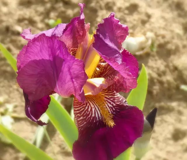 鸢尾花的寓意是什么，鸢尾花是什么含义（全球70000多个品种的这类植物原来都叫鸢尾）