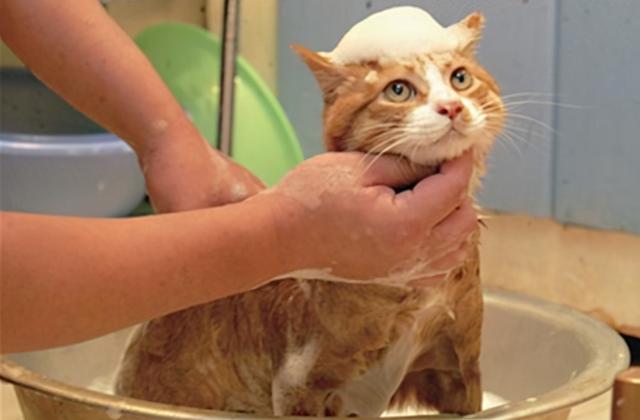 小猫多大可以洗澡，多大的猫咪可以洗澡（原来这么多年，铲屎官都错了）