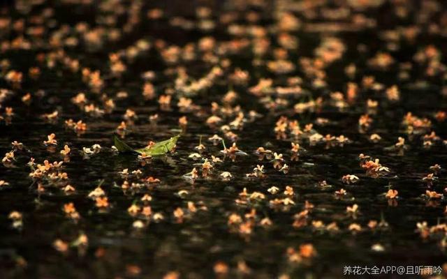 不锈钢盆可以放烤箱吗，烤箱里可以放不锈钢盆吗（10种花最养人）