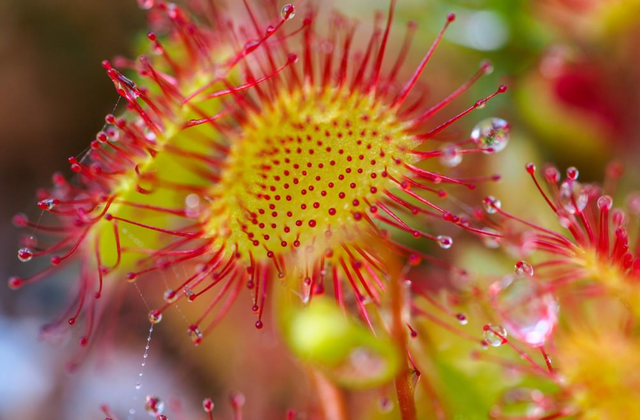 落地珍珠长在什么地方,珍珠是从什么地方出来的(被叫做"落地珍珠")