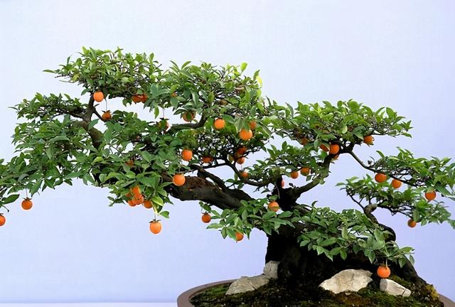金弹子，一种“金弹子”比玉树马齿苋更有价值（金弹子是什么植物）