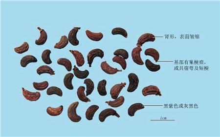 史记郅都传译文，郅都传原文及翻译（折冲万里一苍鹰）