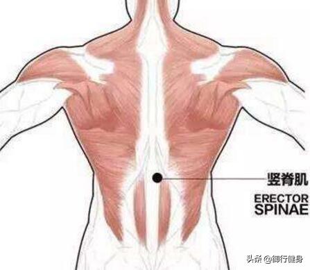竖脊肌的锻炼方法，背部竖脊肌的锻炼方法（2个动作练好竖脊肌就行）