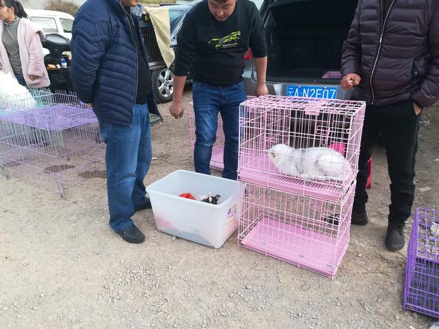 吉娃娃狗多少钱一只，金娃娃狗（狗市吉娃娃一只1200元）