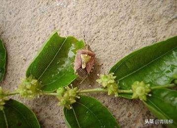 枣树病虫害防治的具体技术介绍，枣树病虫害防治的具体技术介绍图片（冬枣的主要虫害及防治措施）