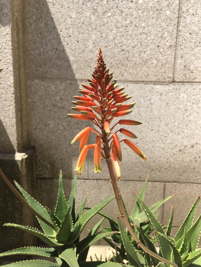 芦荟开花预示着什么好兆头，芦荟开花代表什么（5种“富贵花”轻易不开花）