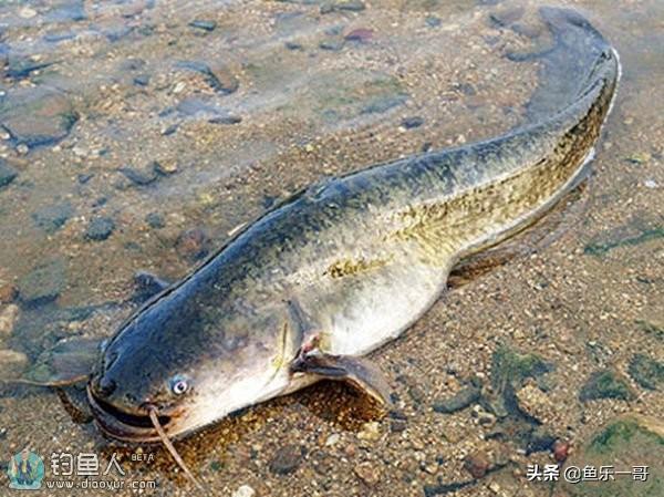 1,一哥釣魚 看圖識別淡水魚種類大全 網友:長見識了 值得收藏