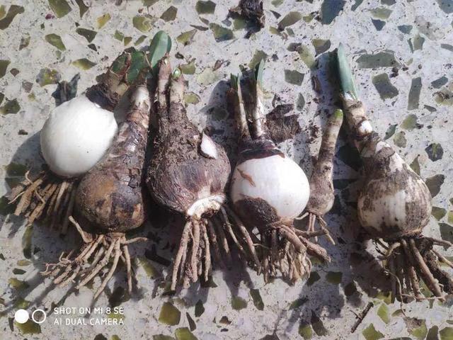 鸟尾花的繁育管理，鸟尾花 花期（30种耐阴花）
