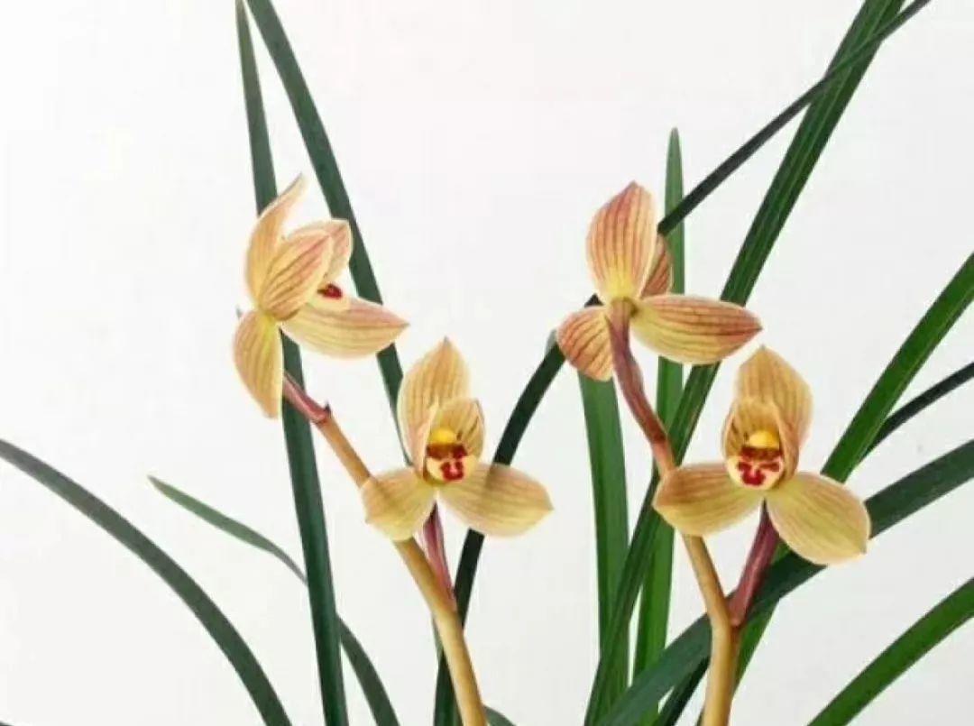 兰花什么时候开花，兰花开花时间（兰花最全养护要点）