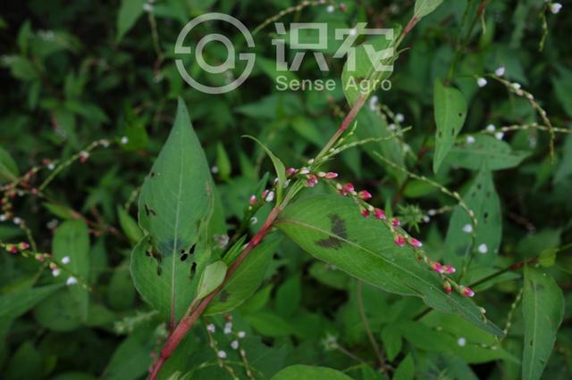 水马为什么叫水马，水马是啥东西（每日一草：水蓼）