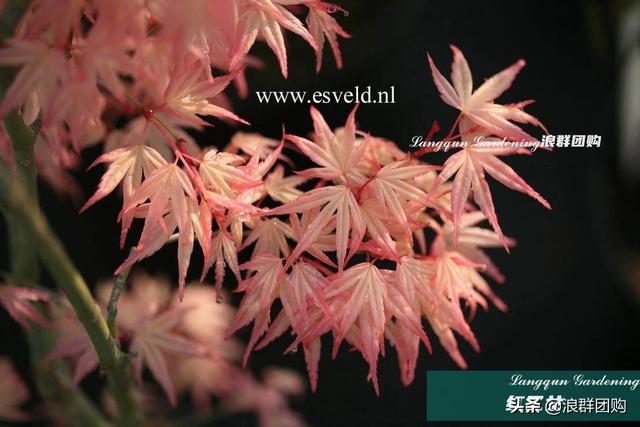 什么样的枫树填空。，什么的枫树填空词语二年级（增添了花园四季色彩之美）