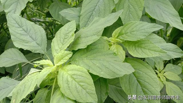 汉菜的作用和功效，汉菜的功效与作用（农村常见的苋菜为啥叫“长寿菜”）