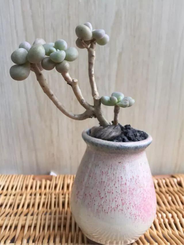 丸叶松绿怎么养，丸叶松绿的叶子可用来繁殖吗（养多肉，记名字，预防老年痴呆）