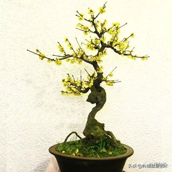 古桩腊梅花盆景图片(腊梅花盆景图片欣赏) - 彝家农业网