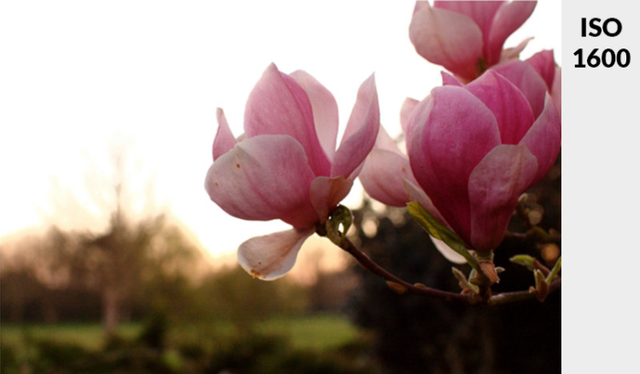 iso是什么意思，iso认证费用一般是多少（通过4步骤告诉你什么是ISO）