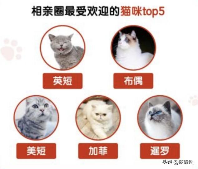 宠物婚介，从官园到闲鱼的“它相亲”蓬勃发展的细分市场