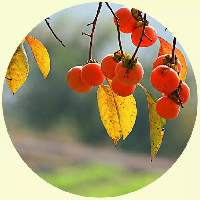 风景照片图片大全，微信头像，风景照片图片大全（令人心旷神怡的美景）