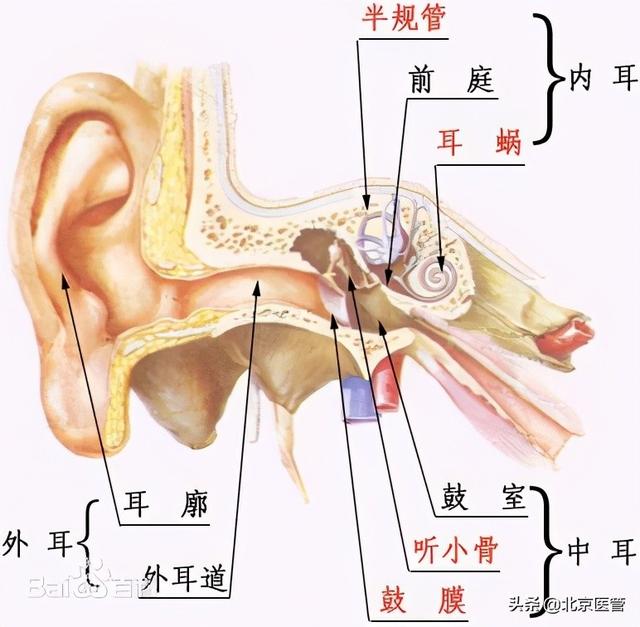 耳石症是怎么得的，极易被误诊的“眩晕病”——耳石症